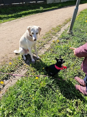 Tom, kleiner Zwerg, geb. Sept. 2025