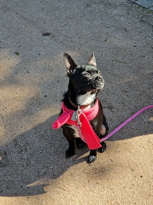 Tom, kleiner Zwerg, geb. Sept. 2025