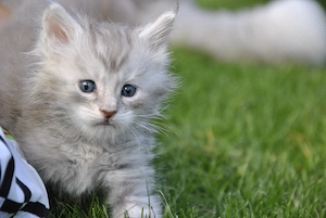 Maine Coon kitten aus professioneller Zucht Bild 3
