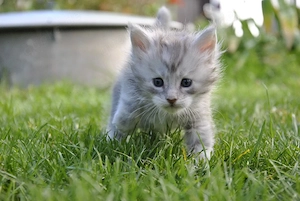 Maine Coon kitten aus professioneller Zucht Bild 4