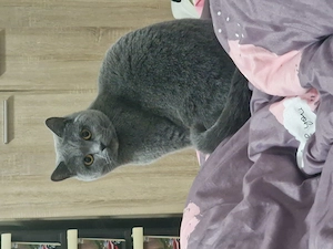 Katze British Shorthair 