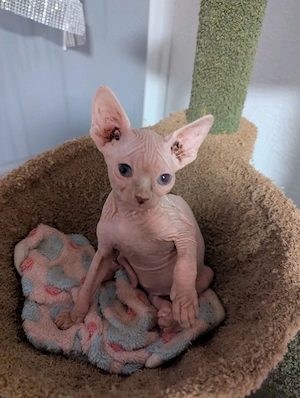 Sphynx Kitten