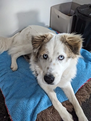 Balu möchte ankommen  Bild 5