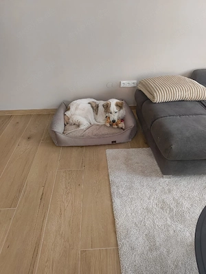 Balu möchte ankommen  Bild 2