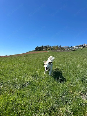 Balu möchte ankommen  Bild 4