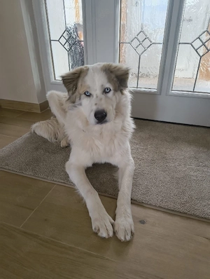 Balu möchte ankommen 