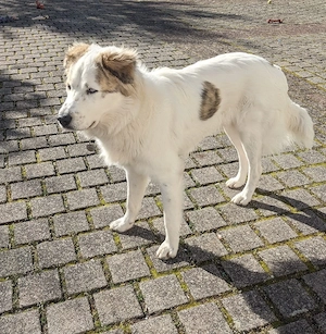 Balu möchte ankommen  Bild 3