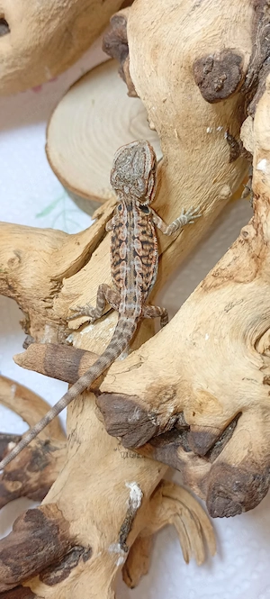  Bartagame-Baby Pogona vitticeps Extreme Red Linie  Leatherback Wunderschön :)