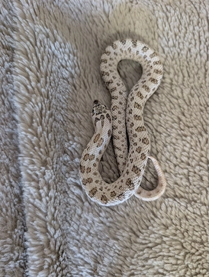 1.0 Heterodon nasicus *super arctic*