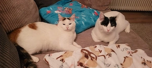 Butterfly und Batman suchen ihre Dosenöffner 