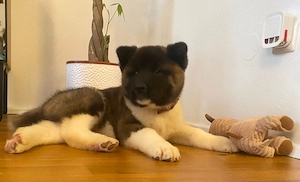 American Akita 