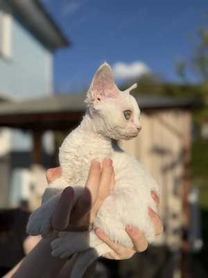     Devon Rex Junge   bereit für ein neues Zuhause