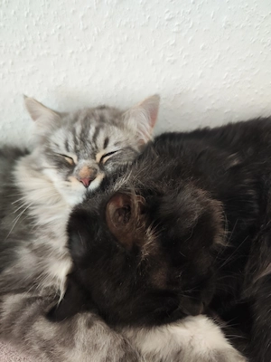 2 Sibirische Waldkatzen Haus Katze Brüder