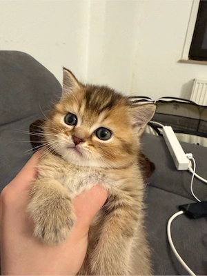 süße kleine kitten   suchen ab juni neue besitzer 