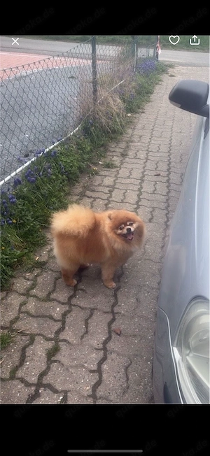 Pomeranian 