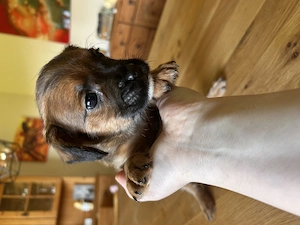 Pudelmix Pudel und Französische Bulldogge Froodle