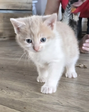 Katzenbabys  abzugeben Bild 9