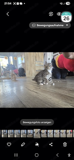 Katzenbabys  abzugeben Bild 4