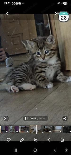 Katzenbabys  abzugeben Bild 7