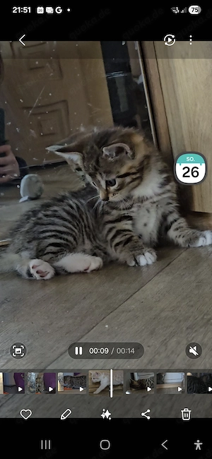 Katzenbabys  abzugeben Bild 8