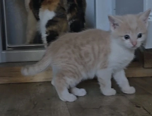 Katzenbabys  abzugeben Bild 6