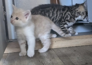 Katzenbabys  abzugeben Bild 5