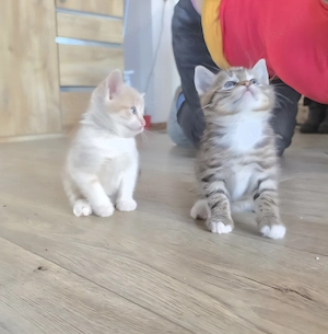 Katzenbabys  abzugeben Bild 3