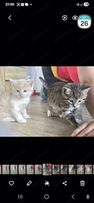 Katzenbabys  abzugeben Bild 2