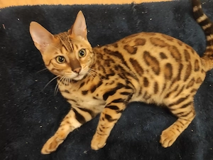 Wunderschöne Bengalkitten - Brown Rosetted - liebevolle Hobbyaufzucht