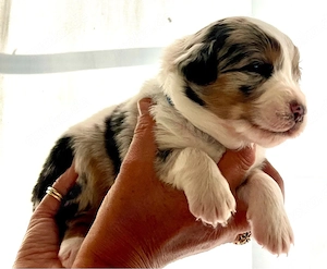 Ruhiger Blue Merle Australian Shepherd Welpe