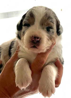 Ruhiger Blue Merle Australian Shepherd Welpe