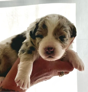 Ruhiger Blue Merle Australian Shepherd Welpe
