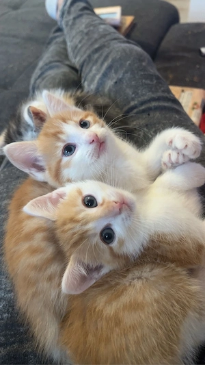 zuhause gesucht , bitte mit anzahlung