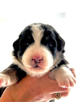 Australian Shepherd Welpe Black Tri Rüde 
