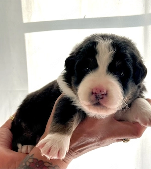 Australian Shepherd Welpe Black Tri Rüde 