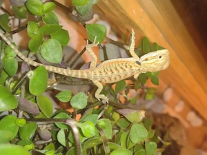 Bartagame-Baby Pogona vitticeps Extreme Red Linie Leatherback Wunderschön :)