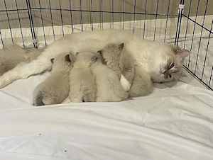 Ragdoll Kittens for sale   TICA Registered