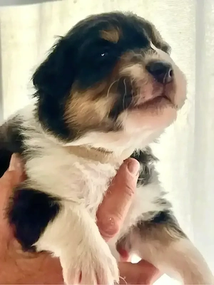 Australian Shepherd Welpe Black Tri