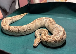 Königspython 1.0 Pastel Lesser