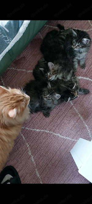 Norwegische Waldkätzchen 