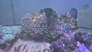 Meerwasser Aquarium Korallen zoa Weichkorallen Filngerleder 