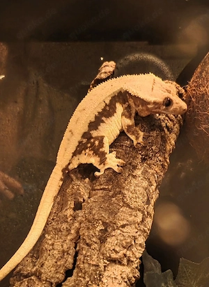 Kronengecko Rot Lilly white 0.1