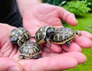 Griechische Landschildkröten Nachzucht 2025 Bild 2
