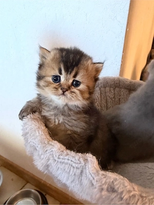 Unsere süßen Kätzchen suchen liebevolle Besitzer.