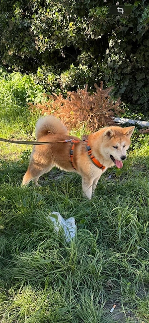 wunderschöner Akita Inu Rüde 6 Monate