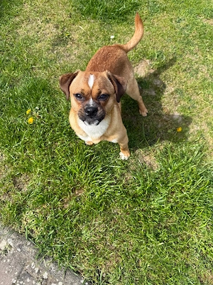 Schöner Mops Mischling