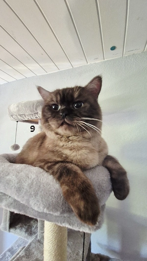 bkh kater 1, 5  jahre