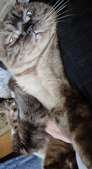 kater sucht dringend zuhause 