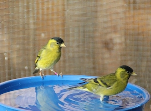 Erlenzeisig und Bartzeisig 