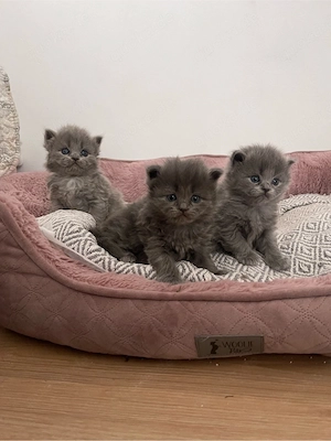 Britisch Langhaar-Nebelung Kitten